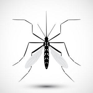 Isolated illustrated Mosquito. Nature Aedes Aegypti. Ideal for educational, informational, or related health advisory. Editable vector